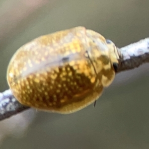 Paropsisterna cloelia at Campbell Park Woodland - 28 Mar 2024 05:38 PM