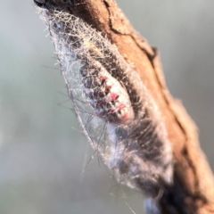 Anestia (genus) at Campbell Park Woodland - 28 Mar 2024