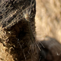 Anestia (genus) at Campbell Park Woodland - 28 Mar 2024