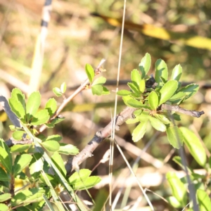 Pyracantha fortuneana at Bruce Ridge - 25 Mar 2024