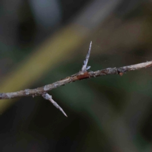 Pyracantha fortuneana at Bruce Ridge - 25 Mar 2024 09:55 AM