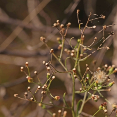 Erigeron sumatrensis (Tall Fleabane) at O'Connor, ACT - 25 Mar 2024 by ConBoekel