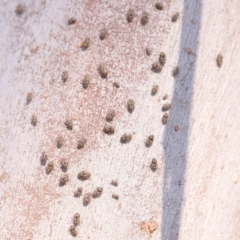 Myopsocus sp. (genus) at Bruce Ridge - 25 Mar 2024