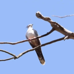 Ocyphaps lophotes (Crested Pigeon) at O'Connor, ACT - 25 Mar 2024 by ConBoekel