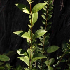 Ligustrum lucidum (Large-leaved Privet) at Bruce Ridge - 25 Mar 2024 by ConBoekel