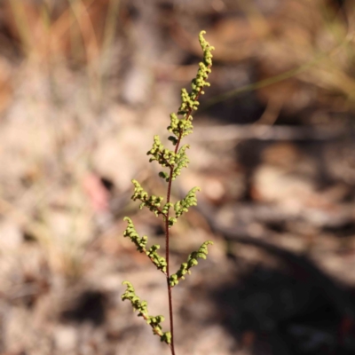 Cheilanthes sieberi subsp. sieberi (Mulga Rock Fern) at Bruce Ridge - 25 Mar 2024 by ConBoekel