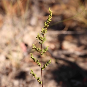 Cheilanthes sieberi subsp. sieberi at Bruce Ridge - 25 Mar 2024