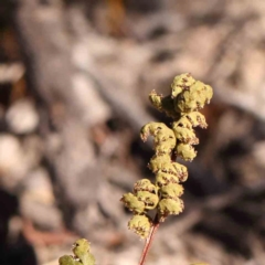 Cheilanthes sieberi subsp. sieberi at Bruce Ridge - 25 Mar 2024