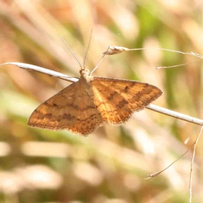 Scopula rubraria (Reddish Wave, Plantain Moth) at O'Connor, ACT - 25 Mar 2024 by ConBoekel