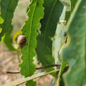 Paropsis aegrota at QPRC LGA - 23 Mar 2024