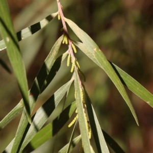 Acacia floribunda at Bruce Ridge - 25 Mar 2024