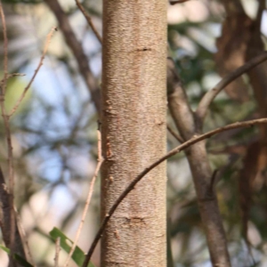 Acacia floribunda at Bruce Ridge - 25 Mar 2024