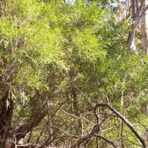 Acacia floribunda at Bruce Ridge - 25 Mar 2024