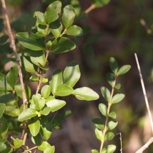 Ligustrum sinense at Bruce Ridge - 25 Mar 2024 11:38 AM