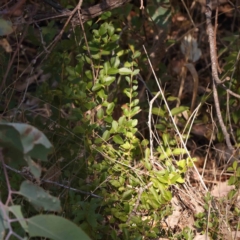 Ligustrum sinense at Bruce Ridge - 25 Mar 2024 11:38 AM