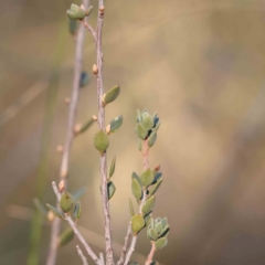 Brachyloma daphnoides (Daphne Heath) at Bruce Ridge - 24 Mar 2024 by ConBoekel