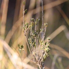 Brachyloma daphnoides at Bruce Ridge - 25 Mar 2024