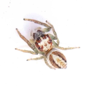 Unidentified Jumping or peacock spider (Salticidae) at suppressed by ConBoekel