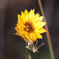 Xerochrysum viscosum (Sticky Everlasting) at O'Connor, ACT - 24 Mar 2024 by ConBoekel