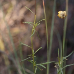 Xerochrysum viscosum at Bruce Ridge - 25 Mar 2024 09:31 AM