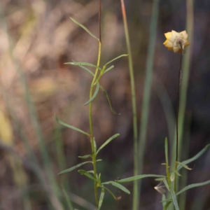 Xerochrysum viscosum at Bruce Ridge - 25 Mar 2024