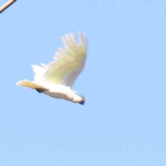 Cacatua galerita (Sulphur-crested Cockatoo) at O'Connor, ACT - 24 Mar 2024 by ConBoekel