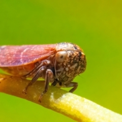 Unidentified Leafhopper or planthopper (Hemiptera, several families) at QPRC LGA - 29 Mar 2024 by WHall