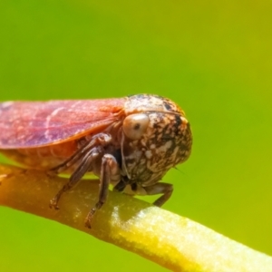 Unidentified Leafhopper or planthopper (Hemiptera, several families) at suppressed by WHall