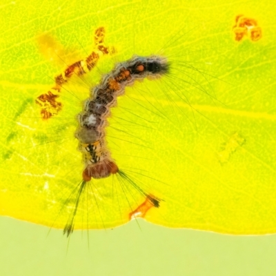 Lymantriinae (subfamily) (Unidentified tussock moths) at Googong, NSW - 29 Mar 2024 by WHall