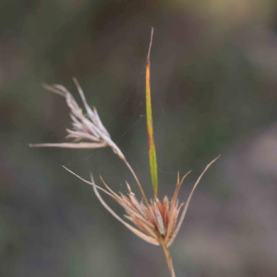 Themeda triandra (Kangaroo Grass) at Bruce Ridge - 25 Mar 2024 by ConBoekel