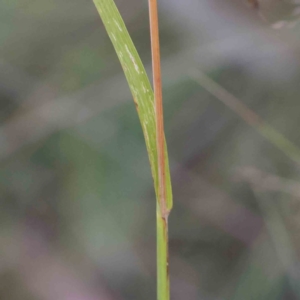 Themeda triandra at Bruce Ridge - 25 Mar 2024