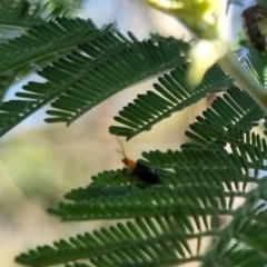 Adoxia sp. (genus) at suppressed - 24 Mar 2024