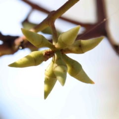 Eucalyptus blakelyi (Blakely's Red Gum) at O'Connor, ACT - 24 Mar 2024 by ConBoekel