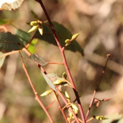 Eucalyptus blakelyi at Bruce Ridge - 25 Mar 2024