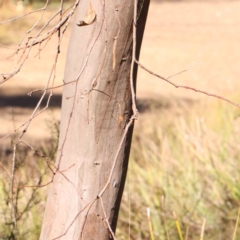 Eucalyptus blakelyi at Bruce Ridge - 25 Mar 2024