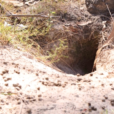 Oryctolagus cuniculus (European Rabbit) at Bruce Ridge - 25 Mar 2024 by ConBoekel