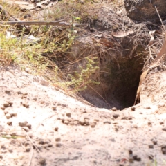 Oryctolagus cuniculus (European Rabbit) at O'Connor, ACT - 25 Mar 2024 by ConBoekel