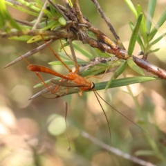 Ichneumonidae (family) (Unidentified ichneumon wasp) at Bruce Ridge - 25 Mar 2024 by ConBoekel