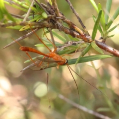 Ichneumonidae (family) (Unidentified ichneumon wasp) at Bruce Ridge - 25 Mar 2024 by ConBoekel