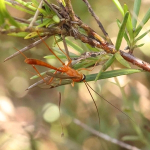 Ichneumonidae (family) at Bruce Ridge - 25 Mar 2024