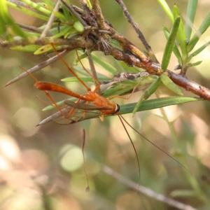 Ichneumonidae (family) at Bruce Ridge - 25 Mar 2024 10:14 AM