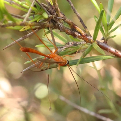 Ichneumonidae (family) (Unidentified ichneumon wasp) at Bruce Ridge - 25 Mar 2024 by ConBoekel