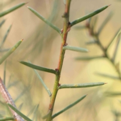 Acacia genistifolia (Early Wattle) at Bruce Ridge - 25 Mar 2024 by ConBoekel