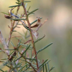 Acacia genistifolia at Bruce Ridge - 25 Mar 2024