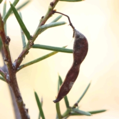 Acacia genistifolia at Bruce Ridge - 25 Mar 2024