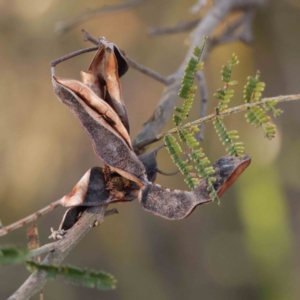 Acacia mearnsii at Bruce Ridge - 25 Mar 2024