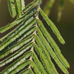 Acacia mearnsii at Bruce Ridge - 25 Mar 2024