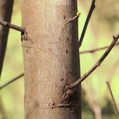 Acacia mearnsii at Bruce Ridge - 25 Mar 2024