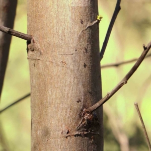 Acacia mearnsii at Bruce Ridge - 25 Mar 2024