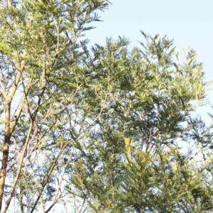 Acacia mearnsii at Bruce Ridge - 25 Mar 2024